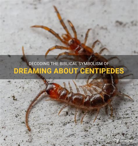 dreams about centipedes